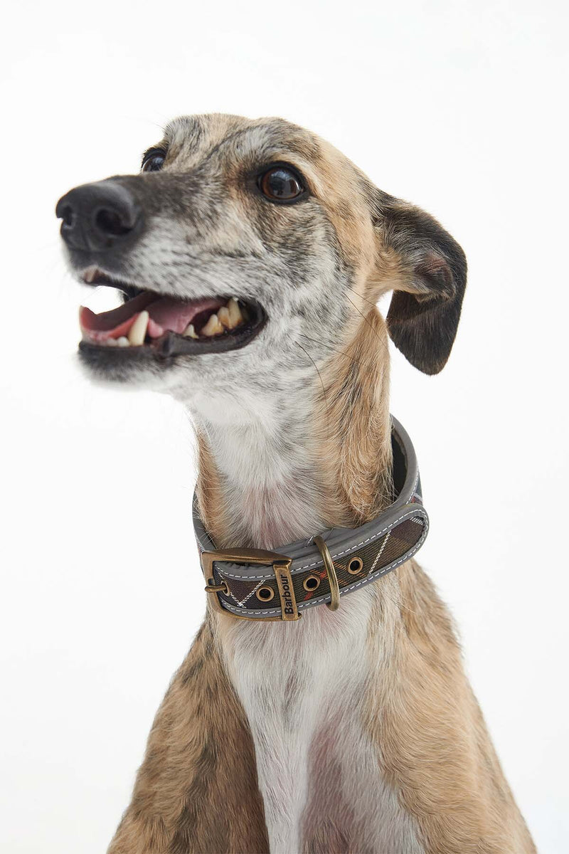 Collare Comfort Lurcher